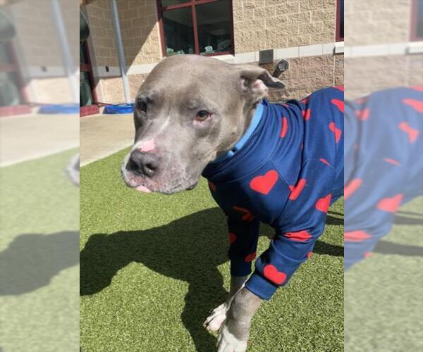 Medium Photo #3 American Pit Bull Terrier Puppy For Sale in Derwood, MD, USA