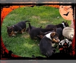 Small Photo #24 Pembroke Welsh Corgi-Scottish Terrier Mix Puppy For Sale in GREELEY, CO, USA