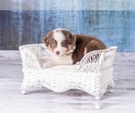 Small Photo #13 Australian Shepherd Puppy For Sale in ROBERTS, IL, USA