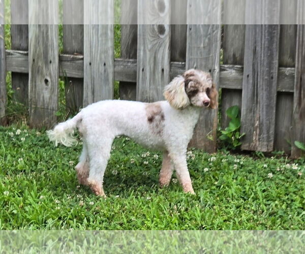 Medium Photo #3 Poodle (Miniature) Puppy For Sale in Lee's Summit, MO, USA