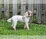 Small #2 Poodle (Miniature)