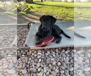Labrador Retriever Puppy for sale in REARDAN, WA, USA