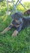 Small Photo #1 Doberman Pinscher Puppy For Sale in AFTON, IA, USA