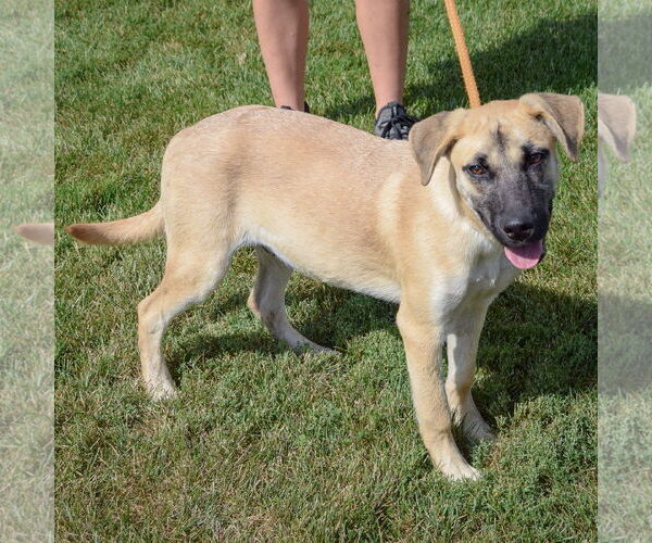 Medium Photo #4 Shepradors Puppy For Sale in Huntley, IL, USA