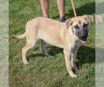 Small #3 Shepradors