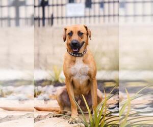 Tucker - Male Black Mouth Cur-Unknown Mix Dog for Adoption - Photo #6