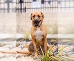 Small Photo #6 Black Mouth Cur-Unknown Mix Puppy For Sale in Rockwall, TX, USA