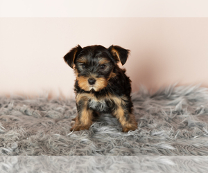 Yorkshire Terrier Puppy for sale in NAPPANEE, IN, USA