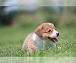 Small Photo #20 Pembroke Welsh Corgi Puppy For Sale in FORT MADISON, IA, USA