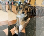 Small Photo #15 Morkie Puppy For Sale in NEW PORT RICHEY, FL, USA