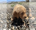 Puppy Bluey Golden Retriever