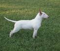 Small Photo #1 Bull Terrier Puppy For Sale in VIRGINIA BCH, VA, USA