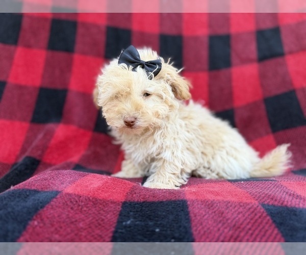 Medium Photo #7 Havapoo Puppy For Sale in LAKELAND, FL, USA