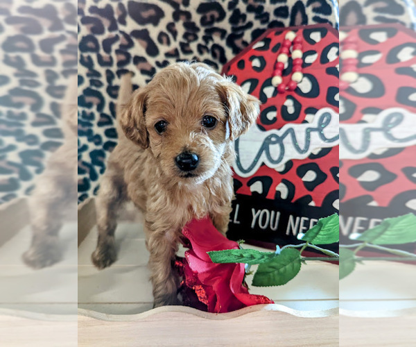 Medium Photo #3 Bernedoodle (Miniature) Puppy For Sale in SPARTA, MO, USA