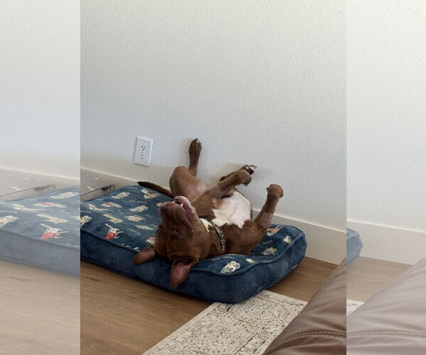 Medium Photo #2 American Pit Bull Terrier Puppy For Sale in Chandler, AZ, USA