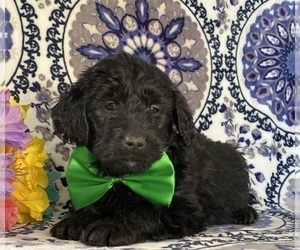 Goldendoodle (Miniature) Puppy for sale in LANCASTER, PA, USA