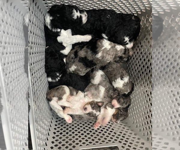 Medium Photo #2 Bernedoodle Puppy For Sale in ZEELAND, MI, USA