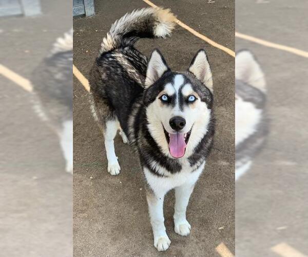Medium Photo #2 Siberian Husky-Unknown Mix Puppy For Sale in Riverside, CA, USA