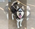 Small #1 Siberian Husky Mix