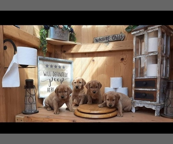 Medium Photo #5 Labrador Retriever Puppy For Sale in MILLVILLE, MN, USA