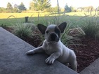 Small Photo #5 French Bulldog Puppy For Sale in STILLWATER, MN, USA