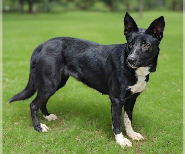 Medium Photo #3 Shollie Puppy For Sale in Talladega, AL, USA
