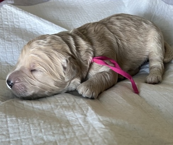 Medium Photo #3 Goldendoodle Puppy For Sale in PHOENIX, AZ, USA