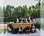 Small Photo #2 Bernese Mountain Dog Puppy For Sale in NARVON, PA, USA