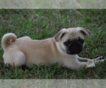 Small Photo #12 Pug Puppy For Sale in HARTLY, DE, USA