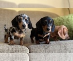 Small #2 Dachshund