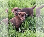 Small #5 Labrador Retriever