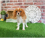 Small #8 Cavalier King Charles Spaniel