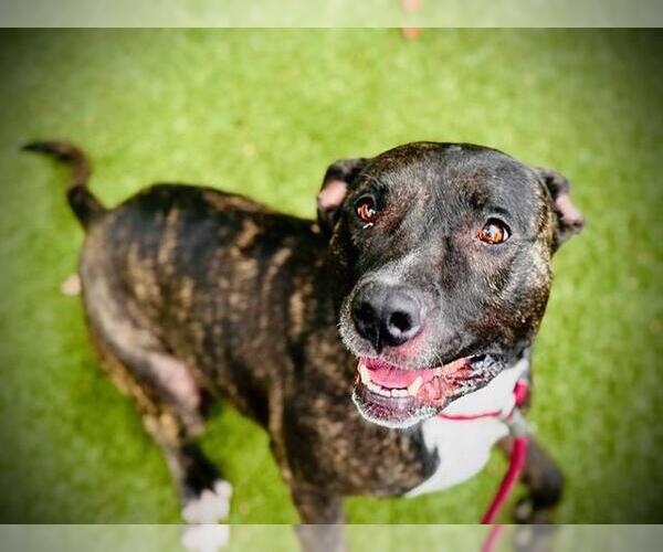 Medium Photo #2 Mutt Puppy For Sale in Orlando, FL, USA