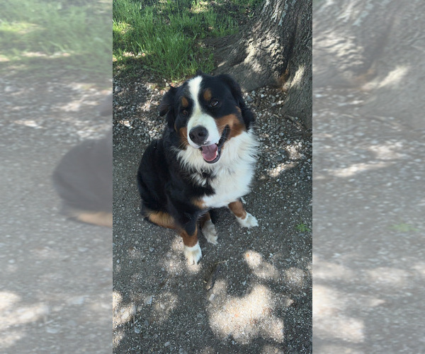 Medium Photo #1 Bernese Mountain Dog Puppy For Sale in HASKELL, OK, USA