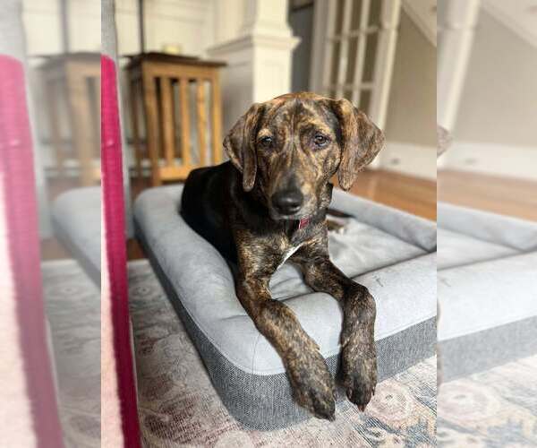 Medium Photo #3 Mutt Puppy For Sale in Boston, MA, USA