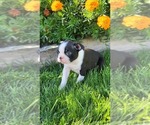 Small #1 Boston Terrier