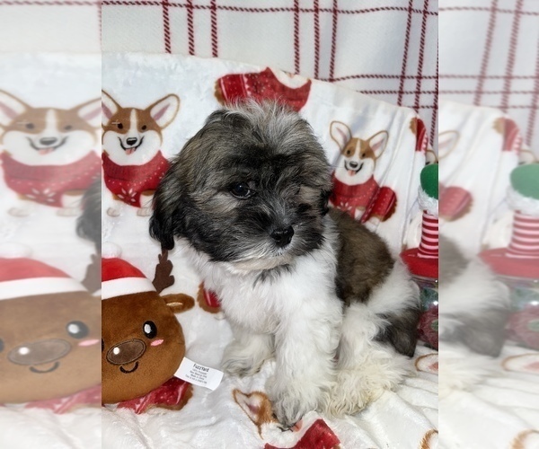 Medium Photo #10 Zuchon Puppy For Sale in SYLMAR, CA, USA