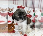 Small Photo #10 Zuchon Puppy For Sale in SYLMAR, CA, USA