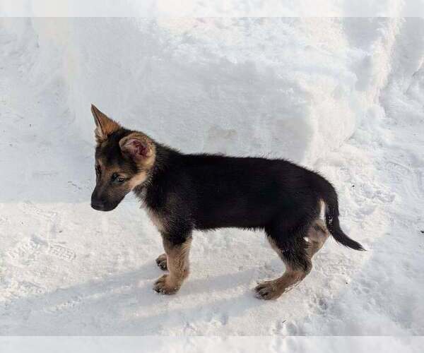 Medium Photo #1 German Shepherd Dog Puppy For Sale in PROCTORSVILLE, VT, USA