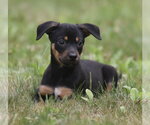 Small #4 Mutt