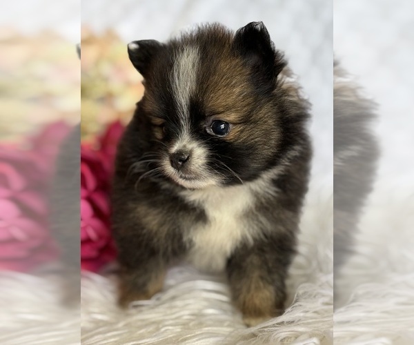 Medium Photo #10 Pomeranian Puppy For Sale in ROCK STREAM, NY, USA
