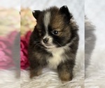 Small #9 Pomeranian