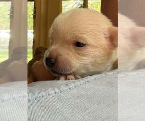 Charger (AL) - Male Chihuahua-Unknown Mix Dog for Adoption - Photo #5