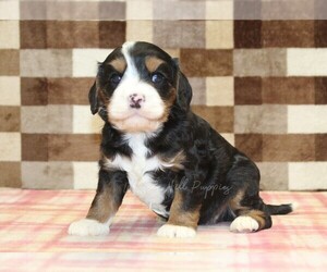 Bernedoodle (Miniature)-Cavapoo (Miniature) Mix Puppy for sale in DENVER, PA, USA
