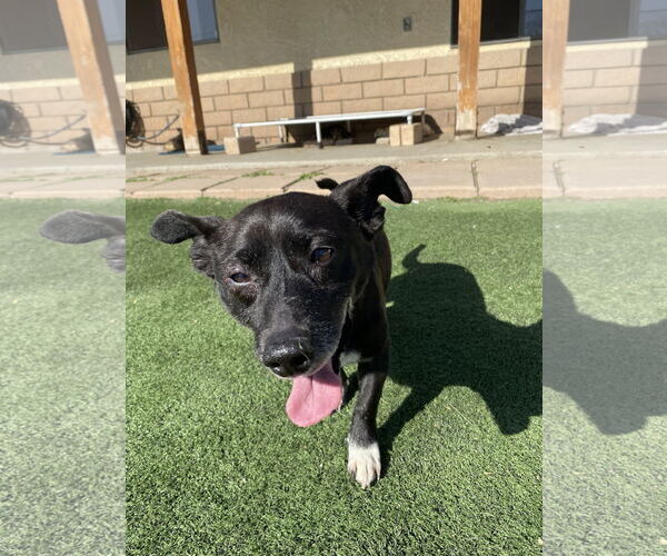 Medium Photo #4 Chiweenie Puppy For Sale in La Verne, CA, USA