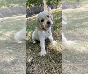 Labrador Retriever Puppy for Sale in COLLEGE STATION, Texas USA