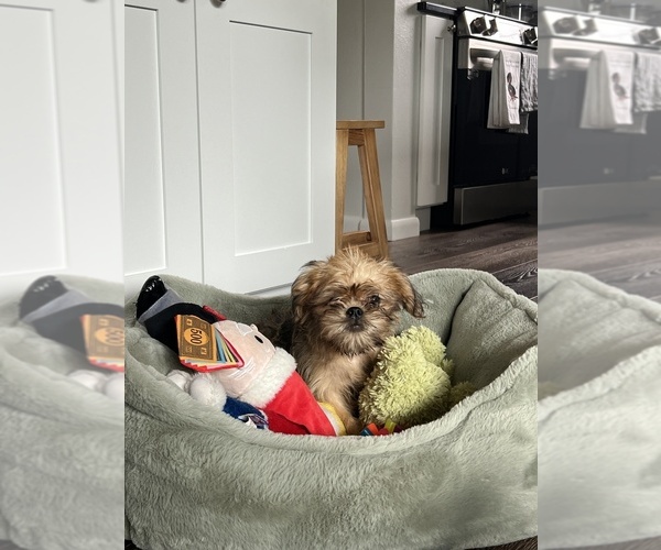 Medium Photo #3 Brussels Griffon Puppy For Sale in NILES, MI, USA
