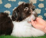 Small #8 Shih Tzu