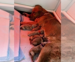 Mother of the Golden Retriever puppies born on 02/28/2023