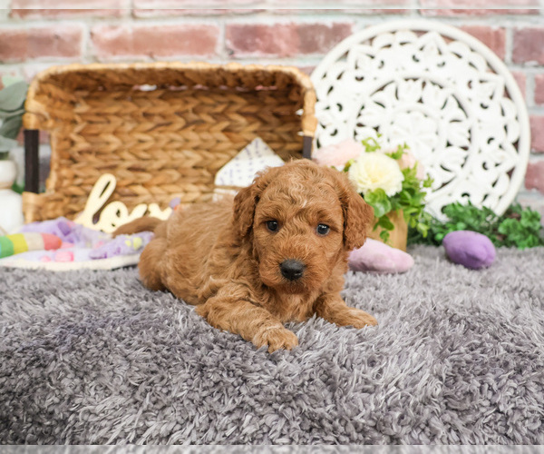 Medium Photo #8 Goldendoodle Puppy For Sale in SYRACUSE, IN, USA